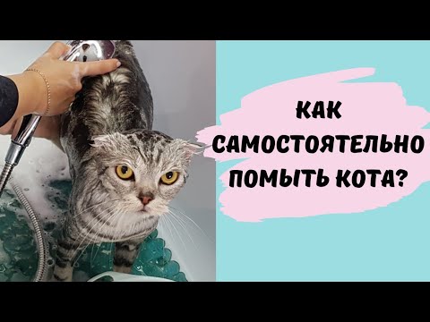 Видео: Как помыть кота и остаться в живых))