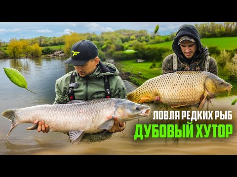 Видео: КАРПФИШИНГ 2025 ДЛЯ НОВИЧКОВ . ТРИЖДЫ ПОБИЛИ БИГ ФИШ. Ловля карпа. Дубовый хуторок