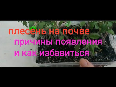 Видео: Почему на почве плесень и белый  налет и как от него избавиться?