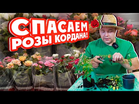 Видео: СПАСАЕМ #РОЗЫ КОРДАНА!