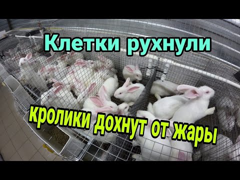 Видео: КРОЛЬЧАТНИК. МОИ ОШИБКИ И РЕШЕНИЯ. Обзор крольчатника 3 месяца спустя.