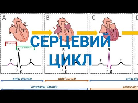 Видео: Серцевий цикл