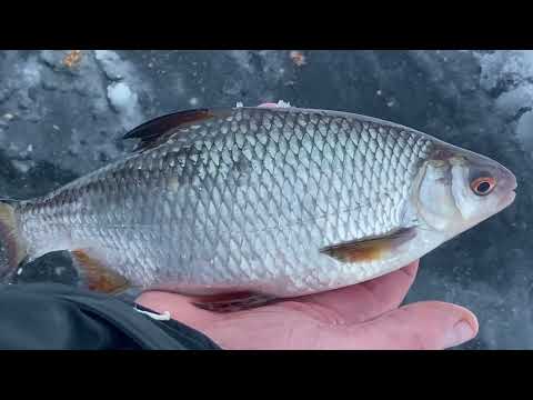 Видео: За "хорошей" плотвой.