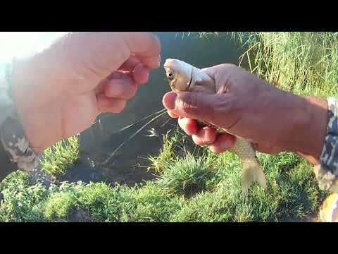 Видео: Рыбалка на херабуна / херабуна в Санкт-Петербурге / Долгоозерный пруд