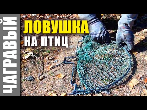 Видео: Обзор новых ловушек на птиц 3-х разных размеров.