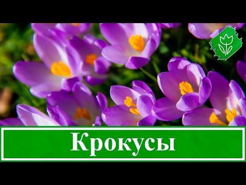 Видео: Цветы крокусы – посадка и уход в саду, выращивание крокусов – когда выкапывать и сажать