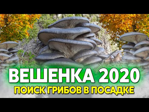 Видео: Сбор грибов вешенки 2020, вторая вылазка, иду после толпы грибников