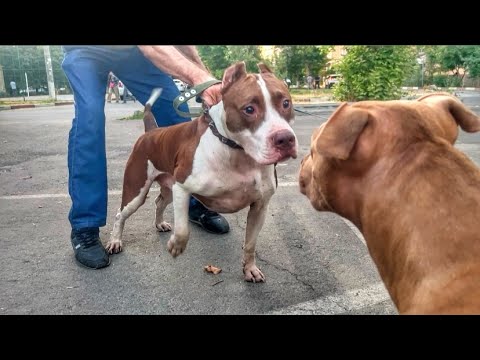 Видео: Кобель сбежал от Джины до свадьбы! Хотят забрать мою собаку. Ночная жизнь. Уличная еда в Ташкенте