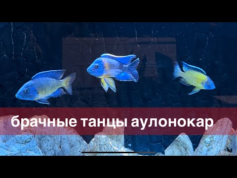 Видео: Брачные танцы аулонокар.