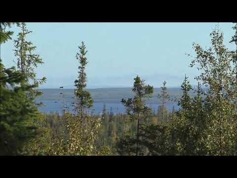 Видео: Сентябрь.  Север.  Красивый лес, грибы и прочее. 15.09.25.