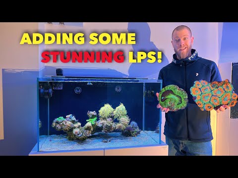 Видео: Добавлены ПОТРЯСАЮЩИЕ LPS-кораллы — обновление Nyos Opus