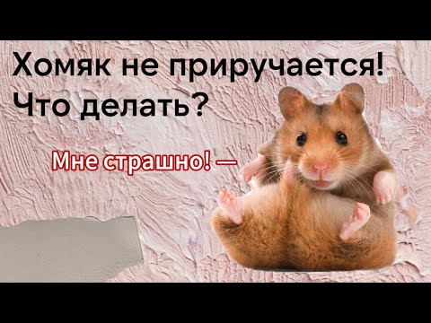 Видео: КАК ПРИРУЧИТЬ ХОМЯКА К РУКАМ, ЕСЛИ ОН БОИТСЯ?