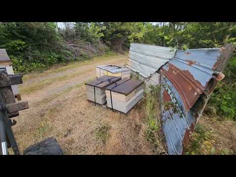 Видео: 27 мая завезли пчел на опыление клюквы