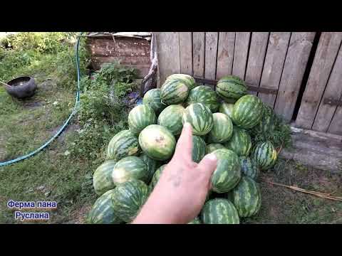 Видео: Початок є //// вибираємо перші кавуни 🍉