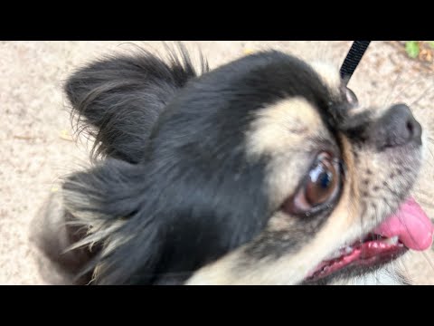 Видео: Chihuahua ZeFir в прямом эфире!