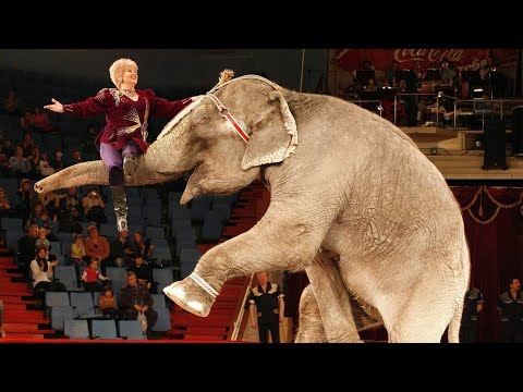 Видео: Цирковое Шоу! Слоны, Лошади, Обезьяны! /  Elephants perform in the circus