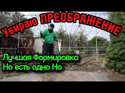 Видео: ВИНОГРАД ПРЕОБРАЖЕНИЕ ЛУЧШАЯ ФОРМИРОВКА НО ЕСТЬ ОДНО НО