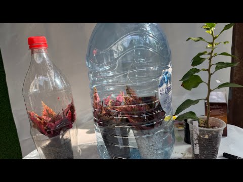 Видео: Болмо гулдорун кобойтуу жолдору ✂️🌱🪴