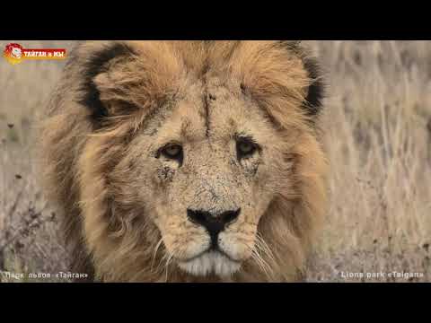 Видео: Малыш и мы - дружба навсегда! Львы. Тайган. Lions life in Taigan.