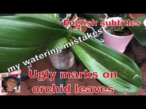 Видео: Поражения на листьях фаленопсисов, уход за орхидеей. Пятна на листьях, не правильный полив, ошибки.