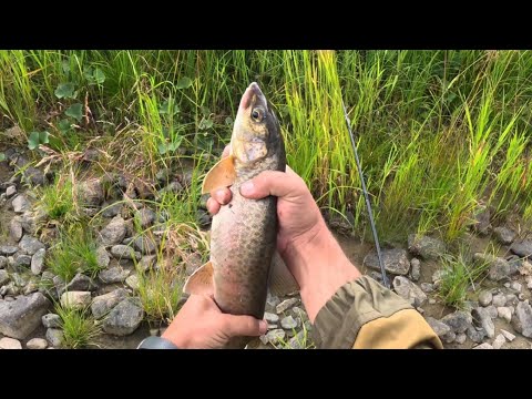 Видео: Таёжная река Сисим