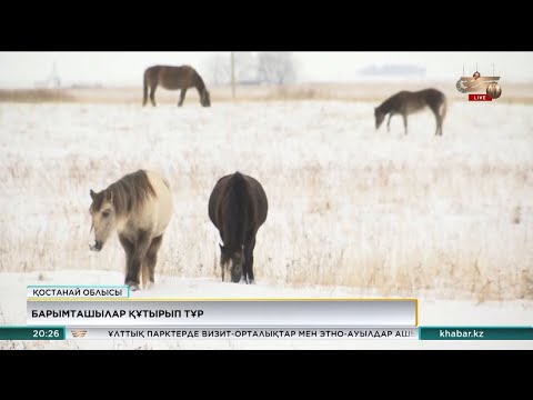 Видео: Қостанай облысында мал ұрлығы азаймай тұр