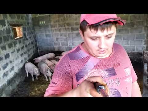 Видео: Чем выгодней кормить ? КАША или СУХОЙ корм??