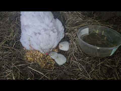 Видео: Свершилось !!!! Прибавилось еще 4 цыпленка  !It's happened  !!!! 4 more chickens have been added!