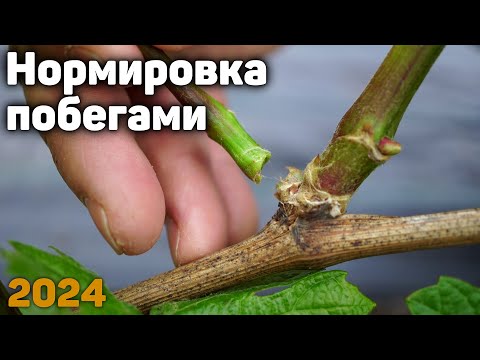 Видео: Нормировка кустов винограда побегами - 2024 ✂️