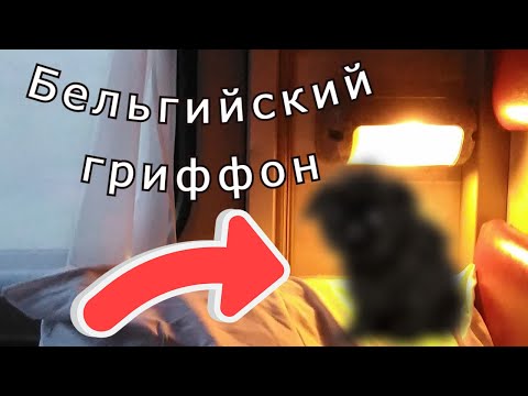 Видео: "Про собачку" )))