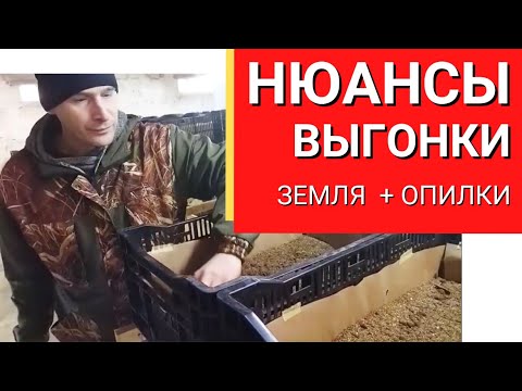 Видео: Выгонка 16000 тюльпан в земле с опилками.