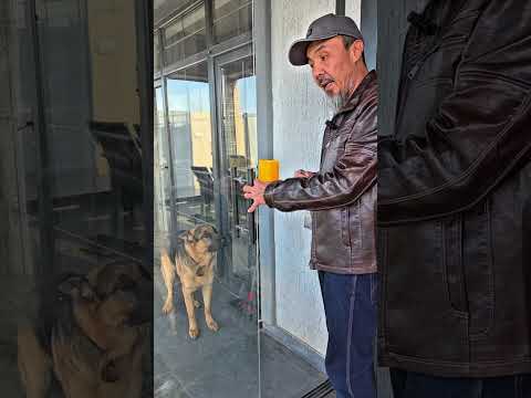 Видео: Бакинские спасёныши. 