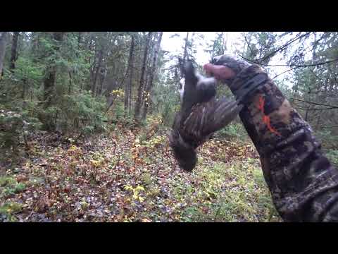 Видео: Курьезный случай на охоте!