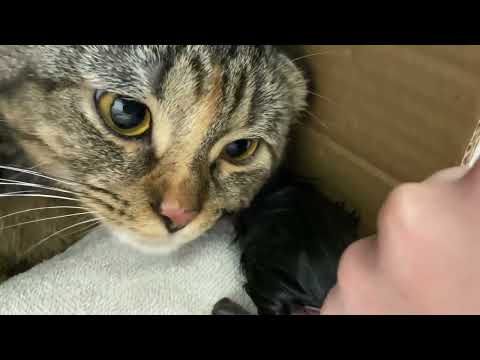 Видео: Такого мы точно не ожидали 😳 