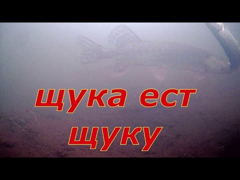 Видео: Рыбалка 2024-25. Щука ест щуку. На рыбалку с дедом и супругой.