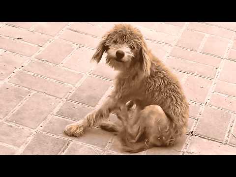 Видео: Никто не помог бездомной собаке с тяжёлой кожной болезнью — я помог