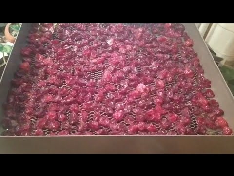 Видео: Сушка черешни в электрической сушилке. Или что сделать из черешни?