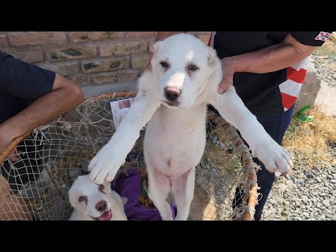 Видео: Фарғона Ит бозори нархлари #2023 #it #bozor