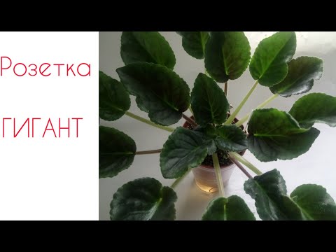 Видео: Почему у фиалки очень длинные листья. Розетки гиганты!