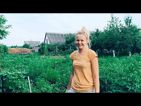 Видео: Посадили в деревне голубику. Наши баклажаны съели жуки