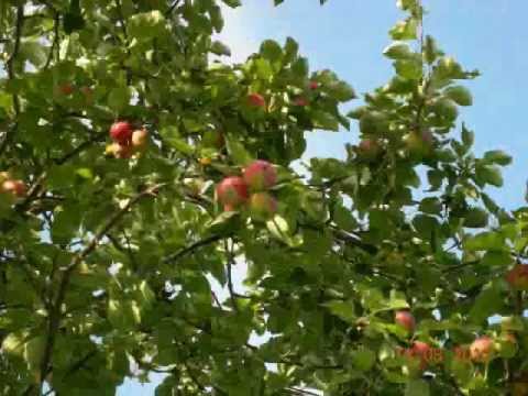 Видео: Пелагея - Деревня.