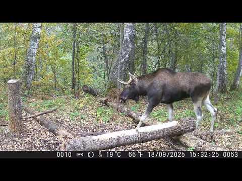 Видео: Как ведут себя Лоси во время гона? Брачный период