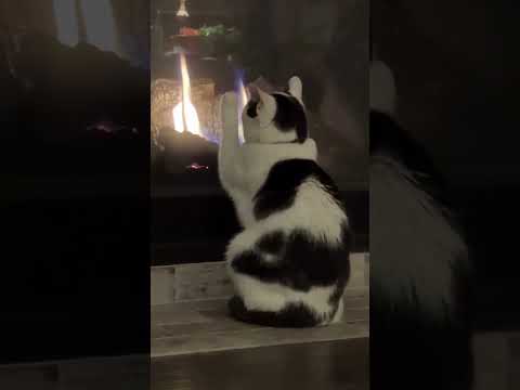 Видео: Холодает..🐱..однако..