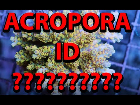 Видео: Попытка идентифицировать вид Acropora