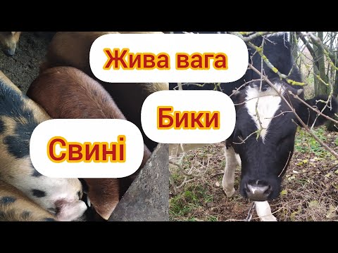 Видео: ЦІНА ЖИВА ВАГА СВИНЕЙ БИКІВ