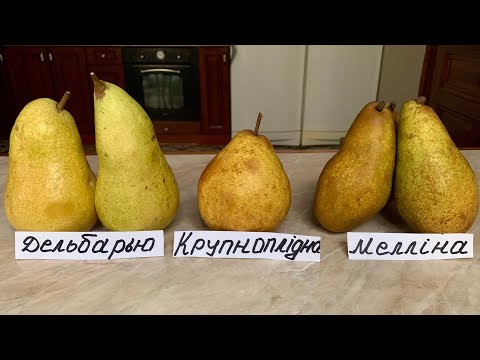 Видео: Дельбарʼю,Мелліна,Крупноплідна