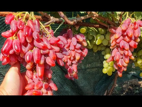 Видео: Зрізка ягоди в 2-й декаді серпня 2025