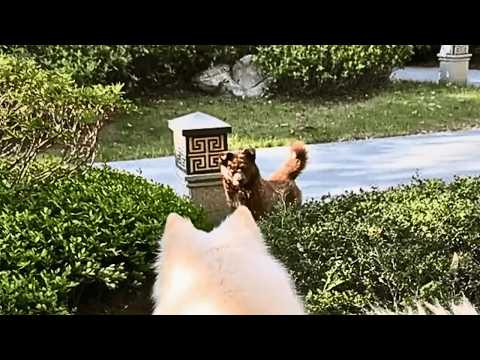 Видео: Бродячая собака издалека следовала за мужчиной с псом, и после пяти раз он наконец заметил её.