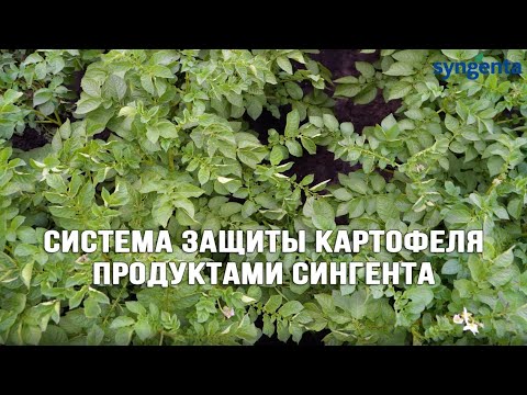 Видео: Система защита картофеля Сингента.