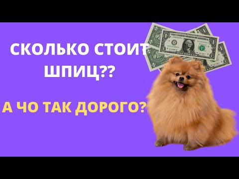 Видео: ГДЕ КУПИТЬ ПОМЕРАНСКОГО ШПИЦА НЕДОРОГО? СТОИМОСТЬ ШПИЦА?